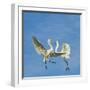 Great Egrets (Ardea Alba) Territorial Dispute Above Nest Colony-Juan Carlos Munoz-Framed Photographic Print