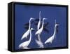 Great Egrets Fishing with Tricolored Herons in the Background-Charles Sleicher-Framed Stretched Canvas