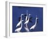 Great Egrets Fishing with Tricolored Herons in the Background-Charles Sleicher-Framed Photographic Print