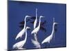 Great Egrets Fishing with Tricolored Herons in the Background-Charles Sleicher-Mounted Photographic Print