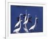 Great Egrets Fishing with Tricolored Herons in the Background-Charles Sleicher-Framed Photographic Print