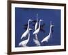 Great Egrets Fishing with Tricolored Herons in the Background-Charles Sleicher-Framed Photographic Print