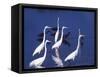 Great Egrets Fishing with Tricolored Herons in the Background-Charles Sleicher-Framed Stretched Canvas