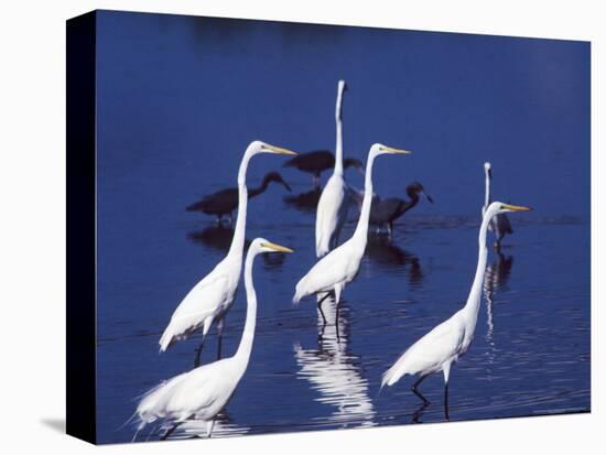 Great Egrets Fishing with Tricolored Herons in the Background-Charles Sleicher-Stretched Canvas