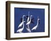 Great Egrets Fishing with Tricolored Herons in the Background-Charles Sleicher-Framed Photographic Print