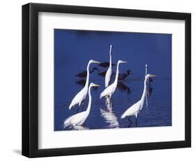 Great Egrets Fishing with Tricolored Herons in the Background-Charles Sleicher-Framed Photographic Print