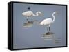 Great Egrets, Huntington Beach State Park, South Carolina, Usa-Rob Sheppard-Framed Stretched Canvas