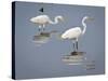 Great Egrets, Huntington Beach State Park, South Carolina, Usa-Rob Sheppard-Stretched Canvas