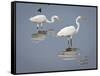 Great Egrets, Huntington Beach State Park, South Carolina, Usa-Rob Sheppard-Framed Stretched Canvas