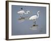 Great Egrets, Huntington Beach State Park, South Carolina, Usa-Rob Sheppard-Framed Photographic Print