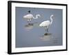 Great Egrets, Huntington Beach State Park, South Carolina, Usa-Rob Sheppard-Framed Photographic Print