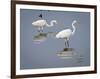 Great Egrets, Huntington Beach State Park, South Carolina, Usa-Rob Sheppard-Framed Photographic Print