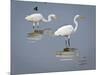 Great Egrets, Huntington Beach State Park, South Carolina, Usa-Rob Sheppard-Mounted Photographic Print
