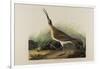 Great Esquimaux Curlew, 1835-John James Audubon-Framed Giclee Print