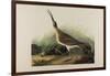 Great Esquimaux Curlew, 1835-John James Audubon-Framed Giclee Print