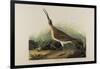 Great Esquimaux Curlew, 1835-John James Audubon-Framed Giclee Print