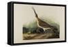 Great Esquimaux Curlew, 1835-John James Audubon-Framed Stretched Canvas