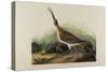 Great Esquimaux Curlew, 1835-John James Audubon-Stretched Canvas