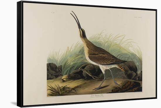 Great Esquimaux Curlew, 1835-John James Audubon-Framed Stretched Canvas