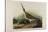 Great Esquimaux Curlew, 1835-John James Audubon-Stretched Canvas