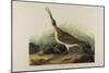 Great Esquimaux Curlew, 1835-John James Audubon-Mounted Giclee Print