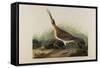 Great Esquimaux Curlew, 1835-John James Audubon-Framed Stretched Canvas