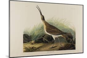 Great Esquimaux Curlew, 1835-John James Audubon-Mounted Premium Giclee Print