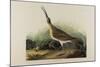 Great Esquimaux Curlew, 1835-John James Audubon-Mounted Giclee Print