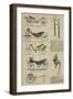 Great Exhibition of 1851-null-Framed Giclee Print