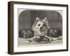 Great Expectations-Horatio Henry Couldery-Framed Giclee Print