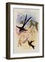 Great Forked-Tailed Hummingbird, Hylonympha Macrocerca-John Gould-Framed Giclee Print