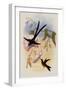 Great Forked-Tailed Hummingbird, Hylonympha Macrocerca-John Gould-Framed Giclee Print