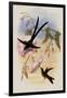 Great Forked-Tailed Hummingbird, Hylonympha Macrocerca-John Gould-Framed Giclee Print