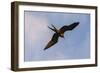 Great Frigate bird (Fregata minor ridgwayi), South Plaza Island, Galapagos islands, Ecuador.-Sergio Pitamitz-Framed Photographic Print