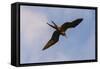 Great Frigate bird (Fregata minor ridgwayi), South Plaza Island, Galapagos islands, Ecuador.-Sergio Pitamitz-Framed Stretched Canvas