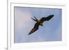 Great Frigate bird (Fregata minor ridgwayi), South Plaza Island, Galapagos islands, Ecuador.-Sergio Pitamitz-Framed Photographic Print