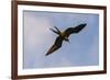 Great Frigate bird (Fregata minor ridgwayi), South Plaza Island, Galapagos islands, Ecuador.-Sergio Pitamitz-Framed Photographic Print