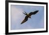 Great Frigate bird (Fregata minor ridgwayi), South Plaza Island, Galapagos islands, Ecuador.-Sergio Pitamitz-Framed Photographic Print