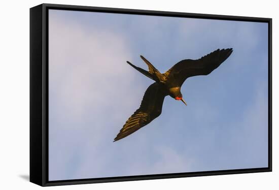 Great Frigate bird (Fregata minor ridgwayi), South Plaza Island, Galapagos islands, Ecuador.-Sergio Pitamitz-Framed Stretched Canvas