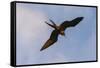 Great Frigate bird (Fregata minor ridgwayi), South Plaza Island, Galapagos islands, Ecuador.-Sergio Pitamitz-Framed Stretched Canvas