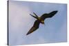 Great Frigate bird (Fregata minor ridgwayi), South Plaza Island, Galapagos islands, Ecuador.-Sergio Pitamitz-Stretched Canvas