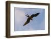 Great Frigate bird (Fregata minor ridgwayi), South Plaza Island, Galapagos islands, Ecuador.-Sergio Pitamitz-Framed Photographic Print