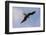 Great Frigate bird (Fregata minor ridgwayi), South Plaza Island, Galapagos islands, Ecuador.-Sergio Pitamitz-Framed Photographic Print