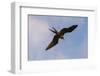 Great Frigate bird (Fregata minor ridgwayi), South Plaza Island, Galapagos islands, Ecuador.-Sergio Pitamitz-Framed Photographic Print