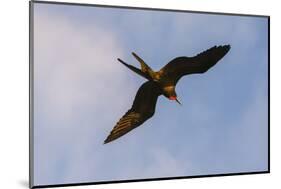 Great Frigate bird (Fregata minor ridgwayi), South Plaza Island, Galapagos islands, Ecuador.-Sergio Pitamitz-Mounted Photographic Print