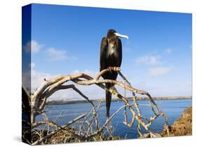 Great Frigate Bird (Frigata Minor), Isla Genovesa, Galapagos Islands, Ecuador-Christian Kober-Stretched Canvas