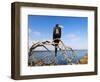 Great Frigate Bird (Frigata Minor), Isla Genovesa, Galapagos Islands, Ecuador-Christian Kober-Framed Photographic Print