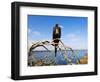 Great Frigate Bird (Frigata Minor), Isla Genovesa, Galapagos Islands, Ecuador-Christian Kober-Framed Photographic Print