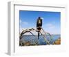 Great Frigate Bird (Frigata Minor), Isla Genovesa, Galapagos Islands, Ecuador-Christian Kober-Framed Photographic Print