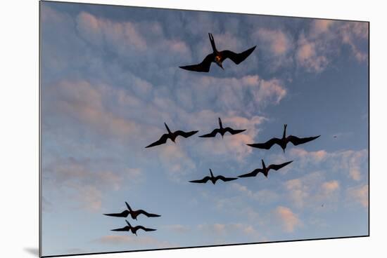 Great Frigate birds (Fregata minor ridgwayi), South Plaza Island, Galapagos islands, Ecuador.-Sergio Pitamitz-Mounted Photographic Print